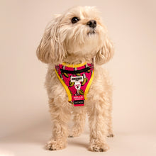 Load image into Gallery viewer, Maltese wearing Retro Pet Bananas Harness