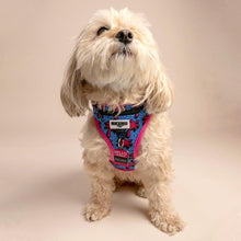 Load image into Gallery viewer, Maltese wearing Retro Pet Paradise City Harness
