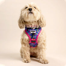 Load image into Gallery viewer, Maltese wearing Retro Pet Scribbles Harness